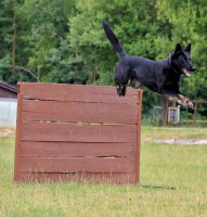 /album/jolly-girmido/img-7930-jpg1/