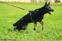 /album/jolly-girmido/dsc-0154-jpg/